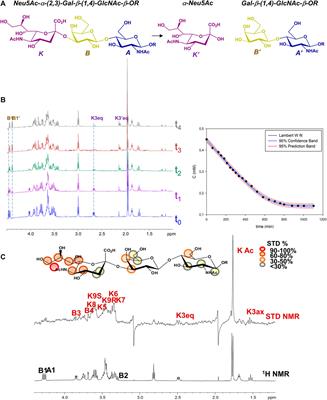 Characterization of Natural and Synthetic Sialoglycans Targeting the Hemagglutinin-Neuraminidase of Mumps Virus